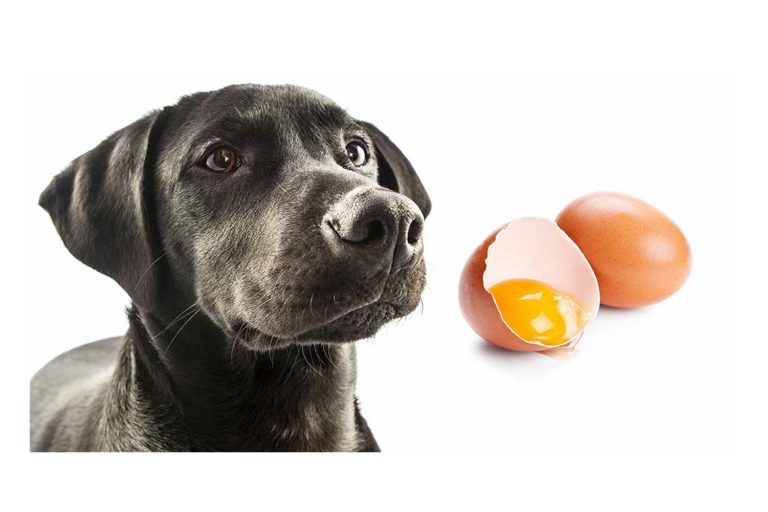 Can Dogs Eat Raw Eggs Know Its Benefits For Your Dog. The Pet Tips