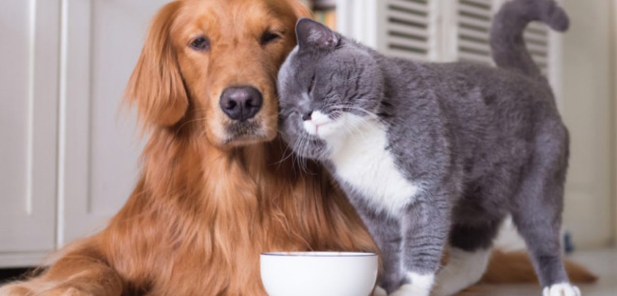 Ensuring Pet Health: A Guide to Pet Medicine for Cats and Dogs