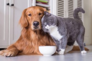 Ensuring Pet Health: A Guide to Pet Medicine for Cats and Dogs