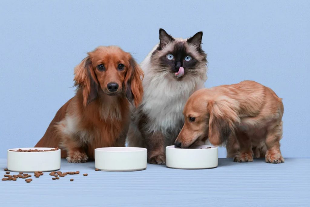 Nourishing Your Pets A Guide to Pet Food for Cats and Dogs