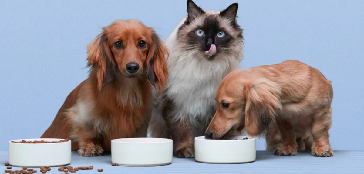 Nourishing Your Pets: A Guide to Pet Food for Cats and Dogs