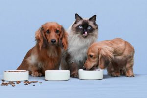 Nourishing Your Pets: A Guide to Pet Food for Cats and Dogs