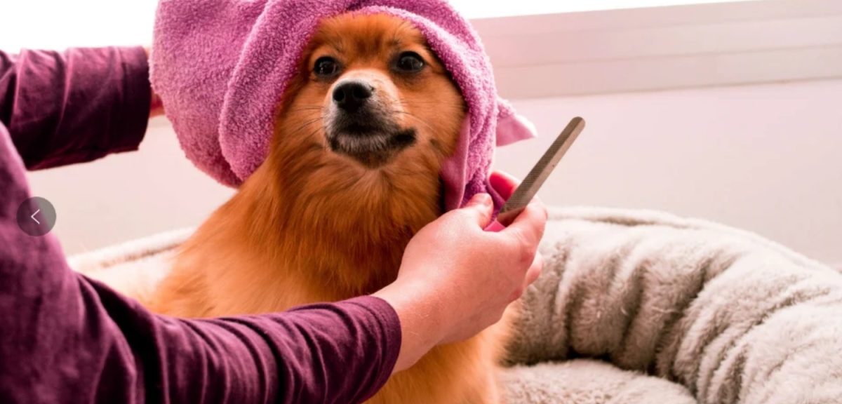 The Essential Guide to Pet Grooming for Cats and Dogs