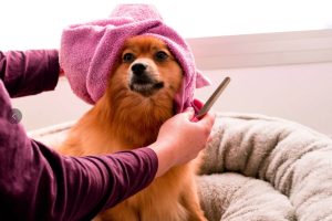 The Essential Guide to Pet Grooming for Cats and Dogs